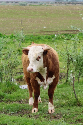 Hereford bull May 2020-1