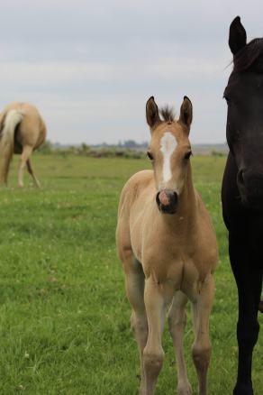 Bayless filly June 2020