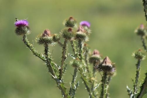 Thistle July 2020